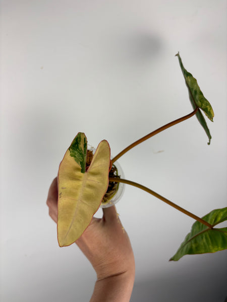 Philodendron billietiae variegated C
