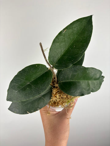 hoya versteegii 3