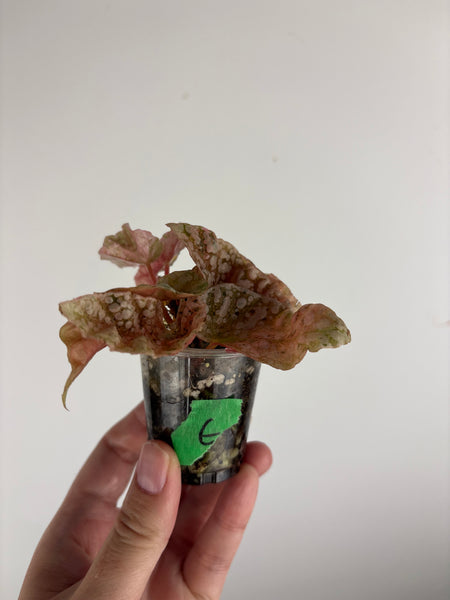 Begonia snow capped variegated E
