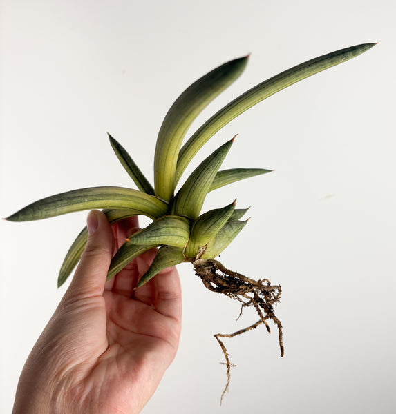 Sansevieria “blue clone” variegated from Indonesia