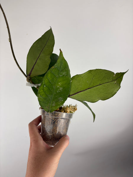 Hoya sp aceh shogun B1