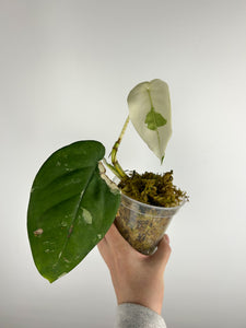 syngonium chiapense variegated