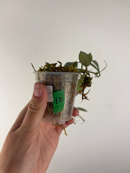 Hoya lacunosa sulcata 10