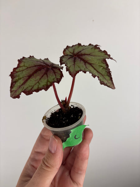 begonia carnival C