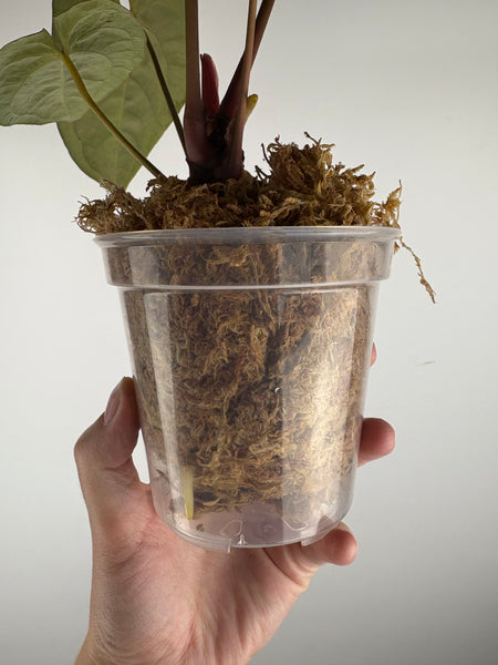 Anthurium magnificum x red dark phoenix