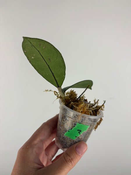 Hoya sp kalbar round leaf 3