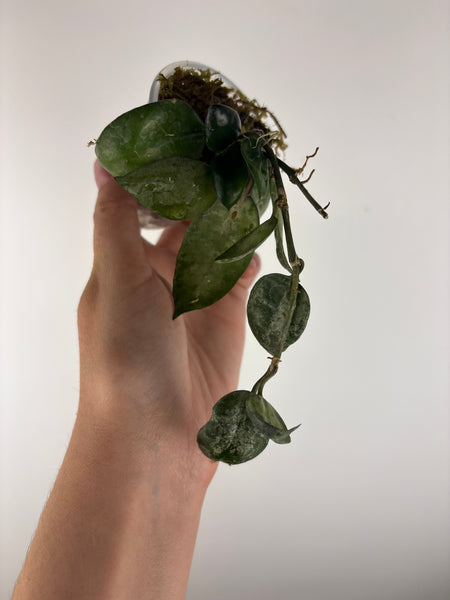 hoya Lacunosa sweet love as is