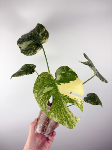 Monstera deliciosa green snow A