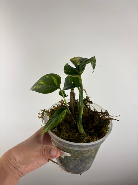 Epipremnum Pinnatum
Yellow Flame