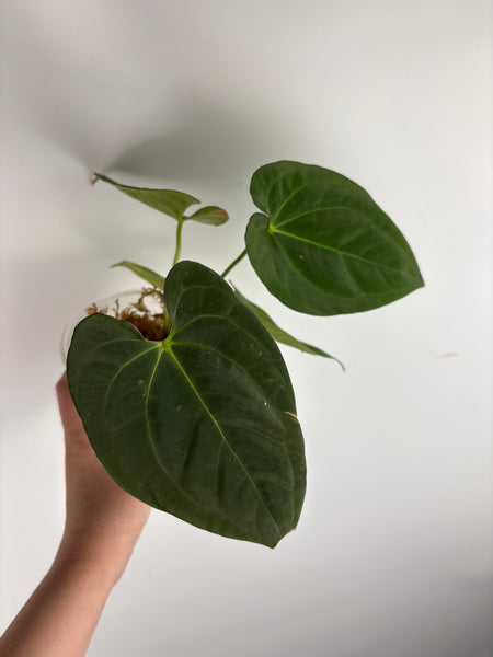 Anthurium BVIT x dark phoenix C3