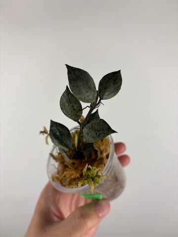 Hoya lacunosa violet 3