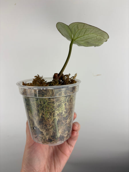 Anthurium king of spades as is