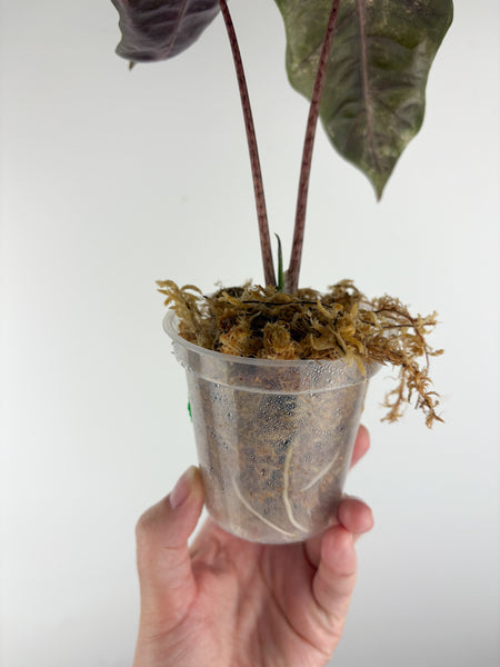 Alocasia pseudo sanderiana pink variegated E