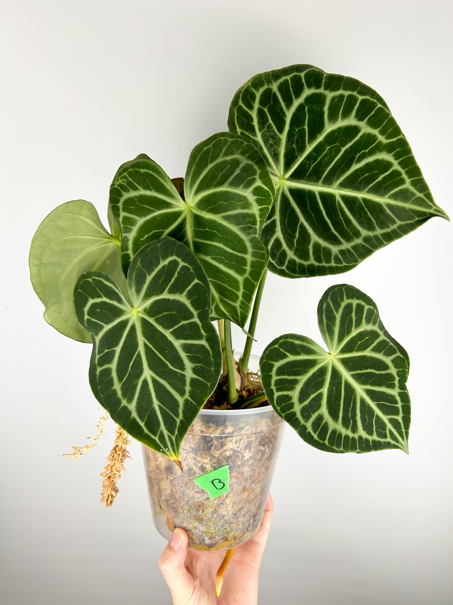 Anthurium King clarinervium hybrid B