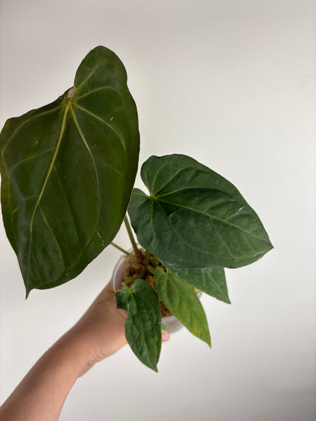 Anthurium Bvit x rvdp A2