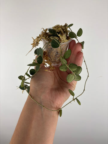 hoya tengchongensis 5