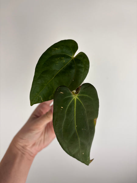 Anthurium blue papillilaminum