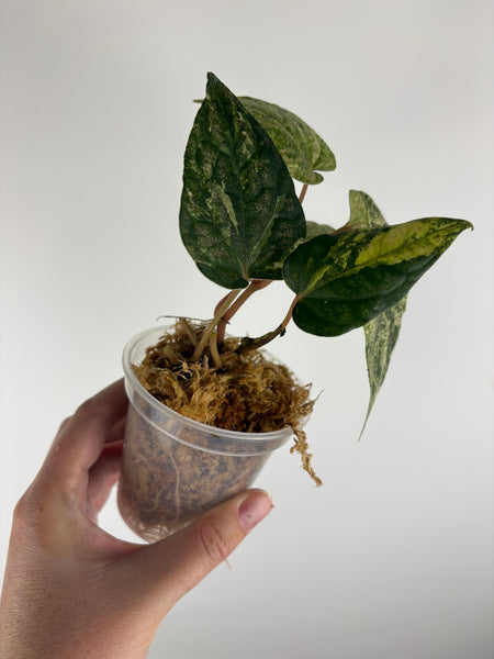 Piper ornatum variegated
