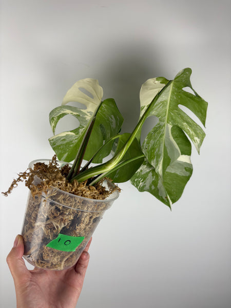 Monstera albo 10