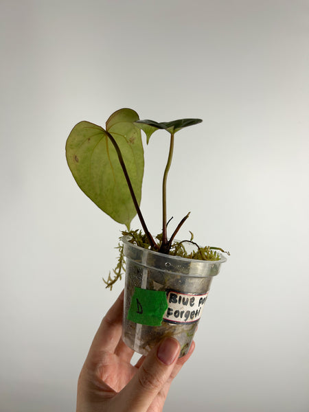 Anthurium Blue papillilaminum x forgetii D as is