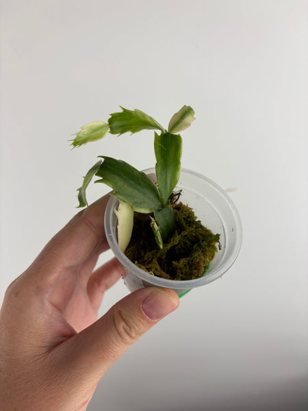 Variegated Schlumbergera 2