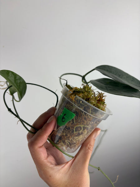 hoya coriacea silver 6