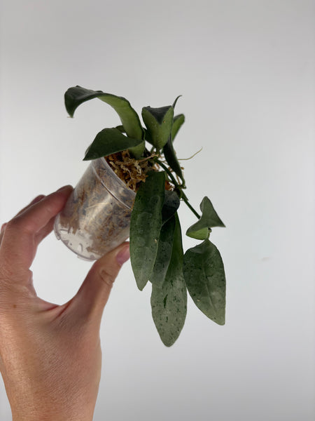 hoya lacunosa silver silvana 2