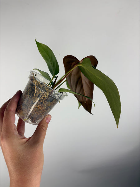 Anthurium Black sweet x blue pap