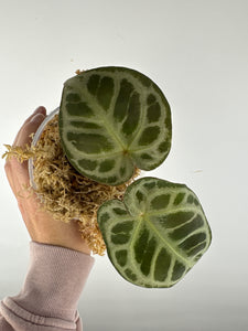 Anthurium red tiger 5