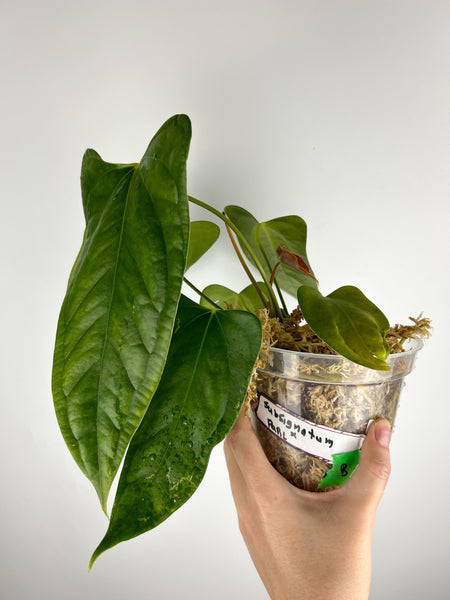 Anthurium subsignatum x papillilaminum B