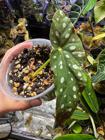 Begonia maculata medium rooted mid cut in soil with new growth