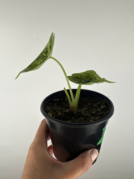 Alocasia dragon scale mint 4 inch B