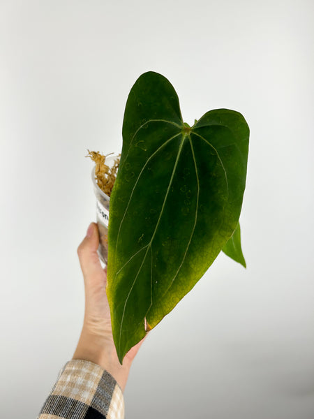 Anthurium bison x xone A as is