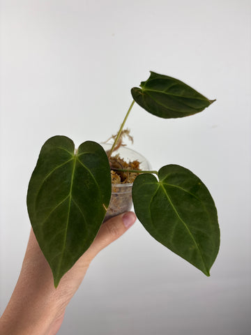 Anthurium hoffmanii x AOS 6