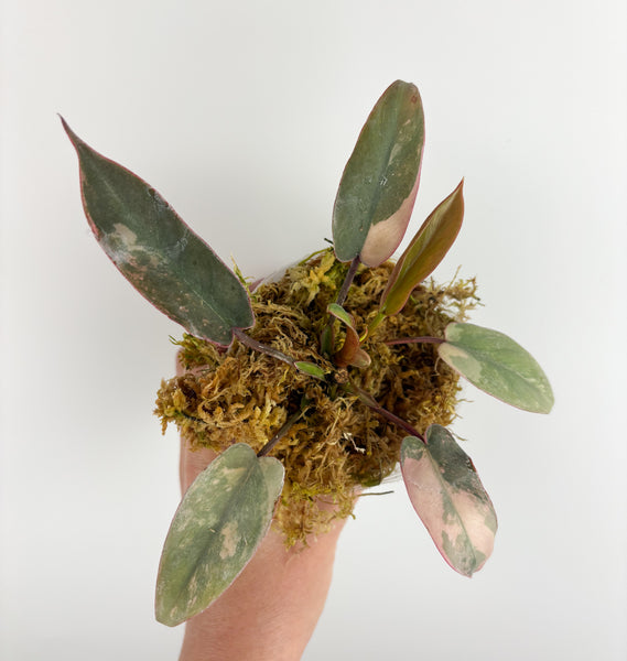 Philodendron atabapoense variegated