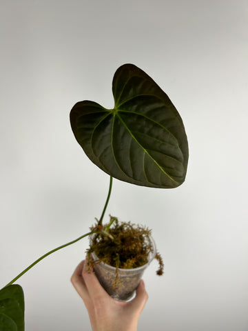 Anthurium Black sweet x fort sherman C