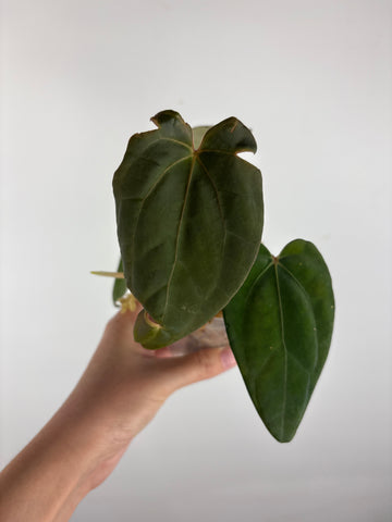 Anthurium blue papi x dark pheonix 2
