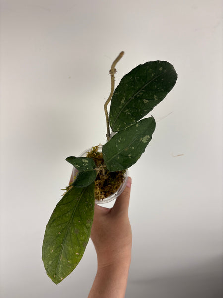Hoya Sp. Aceh Pandan Dalu C