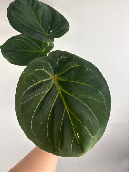 Anthurium king of spades H large