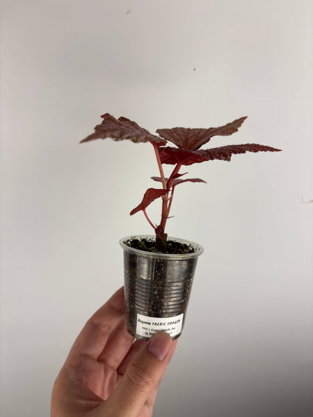 Begonia 'Faerie Dragon'