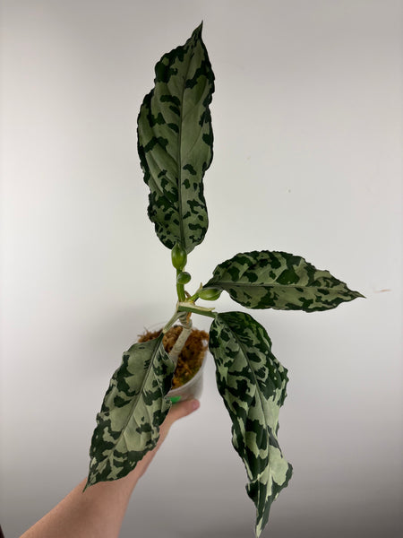 Aglaonema pictum bicolor sp jambi C
