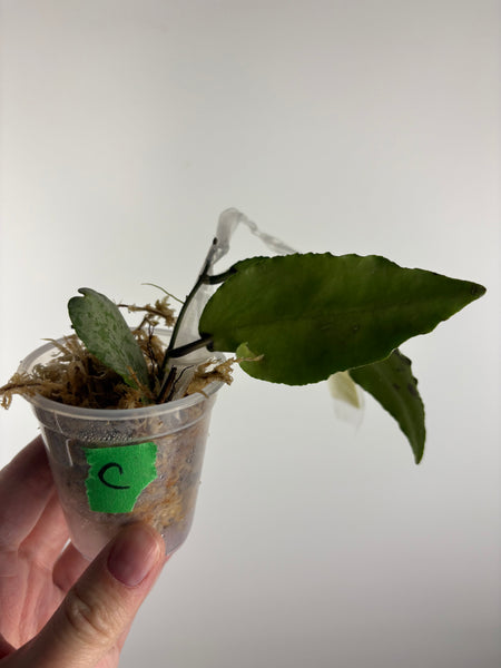 hoya caudata silver C