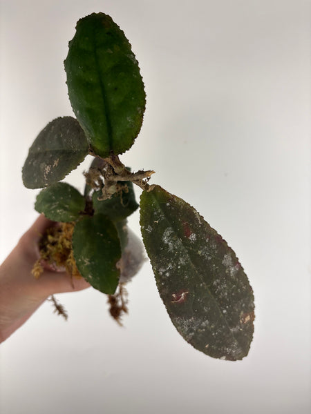 Hoya Undulata red A