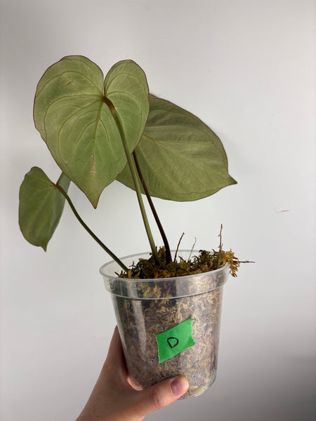 Anthurium king of spades (butterfly) D large