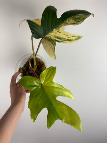Philodendron Florida beauty x Squamiferum variegated