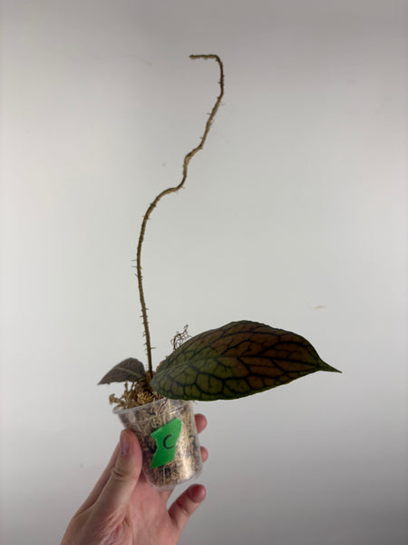 hoya tanggamus limu kapas C