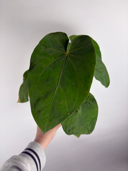 Anthurium Magnificum x dressleri A