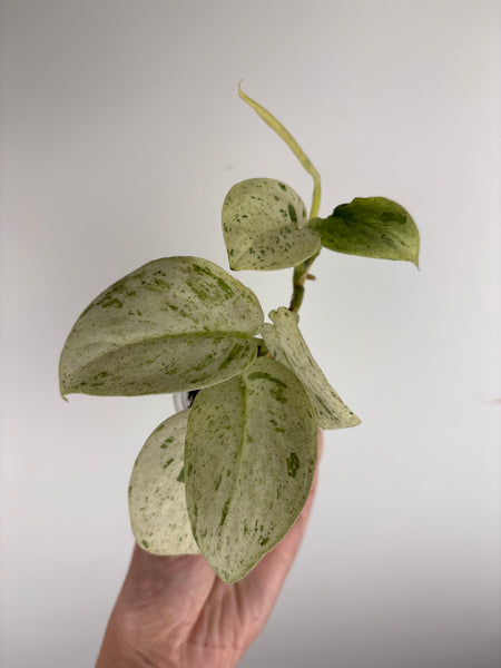 Scindapsus marble A