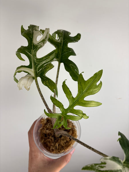 Alocasia Brancifolia Albo