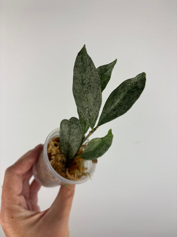 hoya amicabilis silver 1